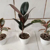 فیکوس ونخل مرداب