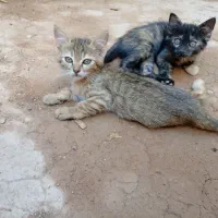 گربه،بازیگوش و خانگی