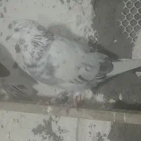 کفتر گرگی و ..|پرنده|چهارباغ, |دیوار