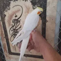 طوطی عروس و مرغ عشق سخنگو و رام دستی