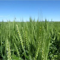 زمین-کشاورزی-در-روستای-جلالیه-جنوبی