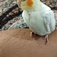 عروس هلندی گم شده|پرنده|سیرجان, |دیوار