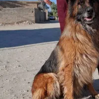 سگ شویلان موبلند