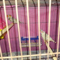 فنچ مولد دو ماده یه نر|پرنده|خان ببین, |دیوار