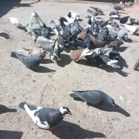 کفتربوم