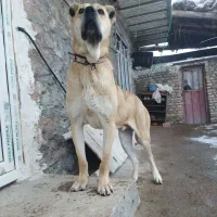 توله سرابی|سگ|بستان آباد, |دیوار