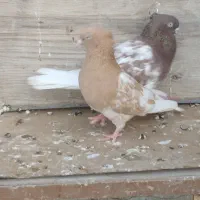 برنامه دیوار