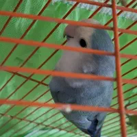 کوتوله|پرنده|قم, اسمعیل آباد|دیوار