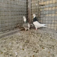 کفتر طوقی|پرنده|تربتحیدریه, بازار|دیوار