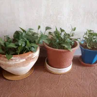 گل طبیعی