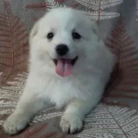 توله سگ پامراشپیتز