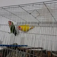 طوطی برزیلی|پرنده|کارون, |دیوار