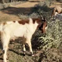 نربز برای داشاتی|حیوانات مزرعه|گالیکش, |دیوار