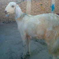 کاوربره ماده وگیسه بسیارچاق وسرحال|حیوانات مزرعه|جیرفت, |دیوار