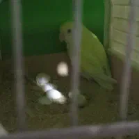 پرنده سرای علیرضا