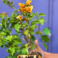 گیاه بیرونی(مناسب تراس و باغچه)اهواز|گل و گیاه طبیعی|اهواز, کیان اباد|دیوار