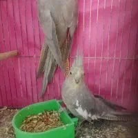 ماده تک|پرنده|مشهد, کوه سنگی|دیوار