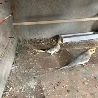 عروس هلندی|پرنده|قشم, |دیوار