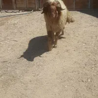 قوچ