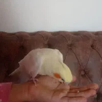 عروس هلندی|پرنده|یزد, |دیوار