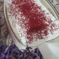 زعفران تازه|خوردنی و آشامیدنی|اهر, |دیوار