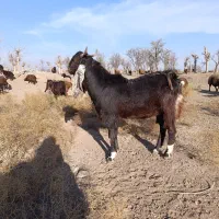 بزغاله نر پاکستانی لنگ ۳ قلو از مادر شیرا