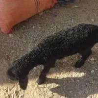 کهره و بره شیر خوار و علفخوار|حیوانات مزرعه|شیراز, شاپورجان|دیوار