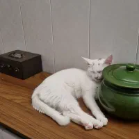 واگذاری گربه|گربه|بندر انزلی, کوی بهار|دیوار