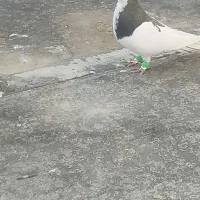 شهری. بهبونی.