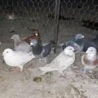 فروش کبوتر پلاکی همه نر بجز یه ماده|پرنده|حسن آباد, |دیوار