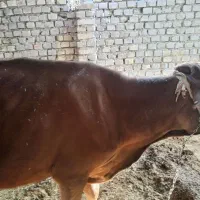 گاو با گوساله