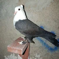 کبوتر‌ مخمل