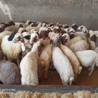 بره ماده|حیوانات مزرعه|ماهیدشت, |دیوار