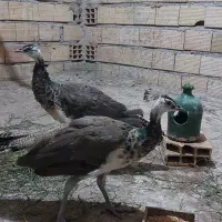 طاووس تزئینی