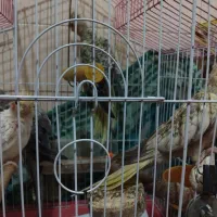 جوجه عروس هلندی