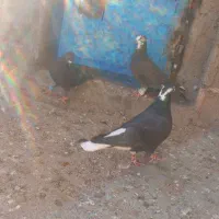 ۳تا کفتر جنگنده