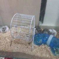 همستر وینتر وایت و کمپل|موش و خرگوش|تهران, مشیریه|دیوار