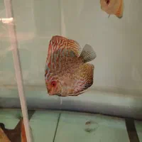 ماهی دیسکس|ماهی|شهریار, رزکان|دیوار