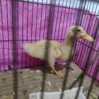 جوجه اردک دو ماهه