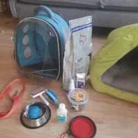 شیتزوی ۵ ماهه بازیگوش|سگ|تهران, شهرک کوهسار|دیوار