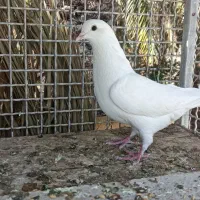 سفید چشم سیاه بازیکن|پرنده|بم, |دیوار