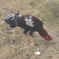 خروس لاری ۸ ماه