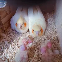سلام یک جفت عروس هلندی همراه چهار تا جوجه