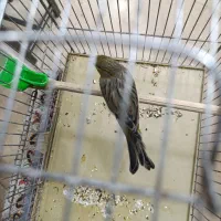 قناری ماده|پرنده|تهران, نازی‌آباد|دیوار