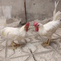 جوجه خروس|حیوانات مزرعه|جم, |دیوار