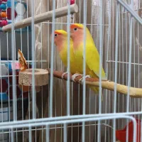 جفت طوطی کوتوله زرد صورت هلویی مولد با جوجه