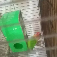 یک جفت طوطی کوتوله