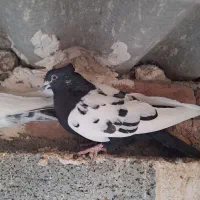 سینه سیاه نروماده