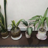 گیاهان سر حال|گل و گیاه طبیعی|شوش, |دیوار