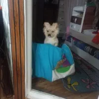 سگ اشپیدز گلدن|سگ|قدس, شهرقدس|دیوار